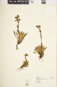 Swertia volkensii var. volkensii image