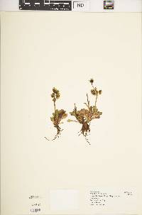 Swertia volkensii var. volkensii image