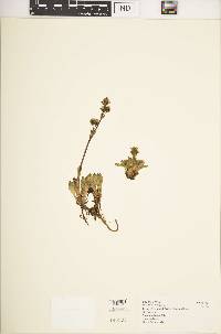 Swertia volkensii var. volkensii image