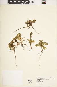 Swertia volkensii var. volkensii image
