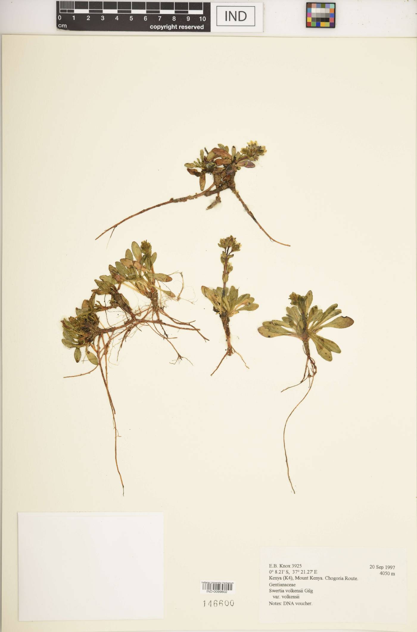 Swertia volkensii var. volkensii image