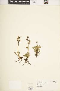Swertia volkensii var. volkensii image