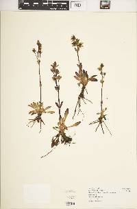 Swertia volkensii var. volkensii image