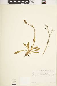 Swertia volkensii var. volkensii image