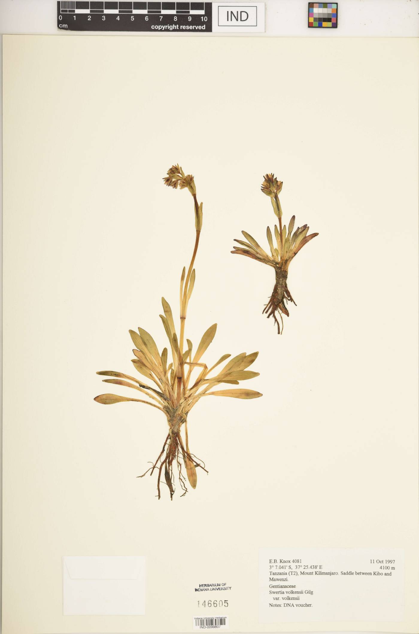 Swertia volkensii image