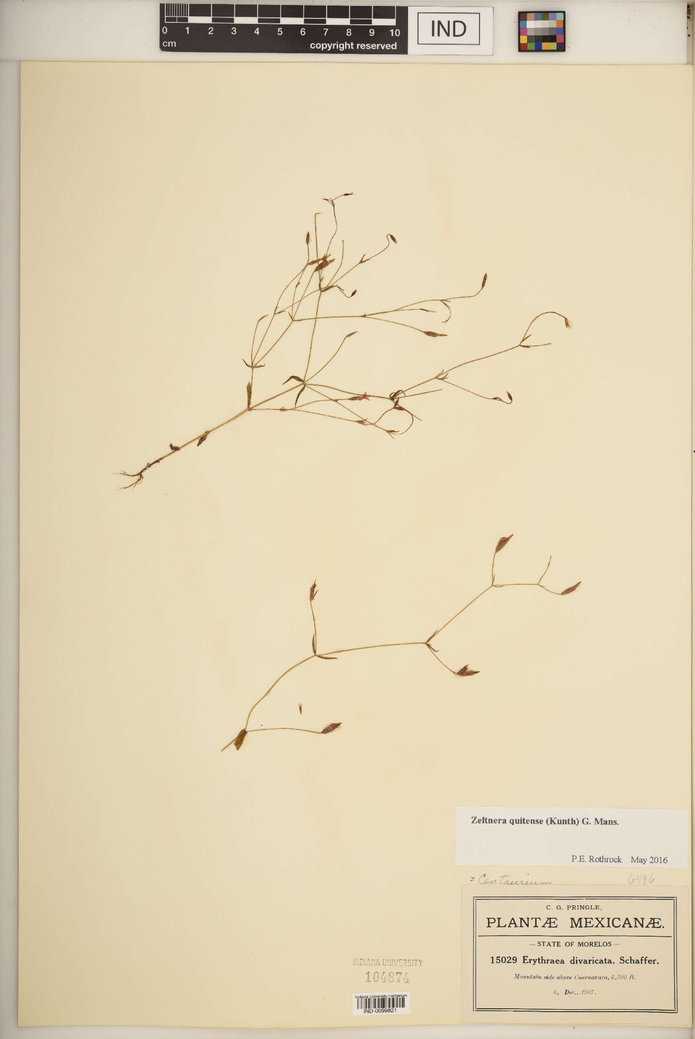 Zeltnera quitensis image