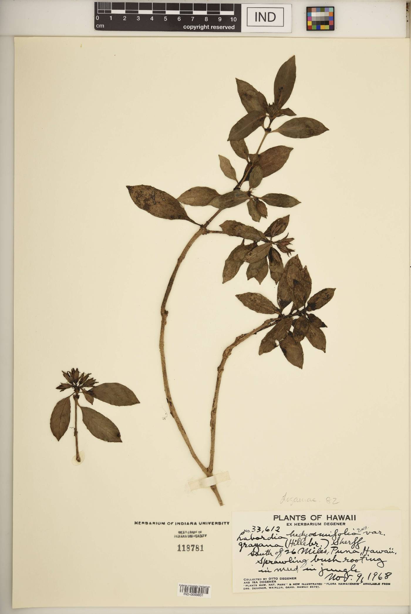 Labordia hedyosmifolia image