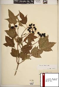 Viburnum trilobum image