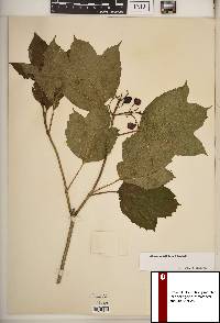 Viburnum trilobum image