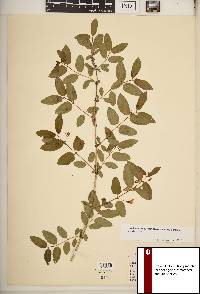 Lonicera canadensis image