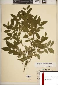 Lonicera canadensis image