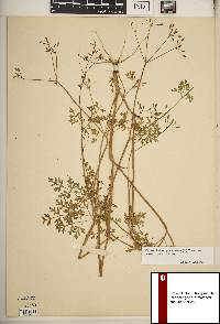 Chaerophyllum procumbens image