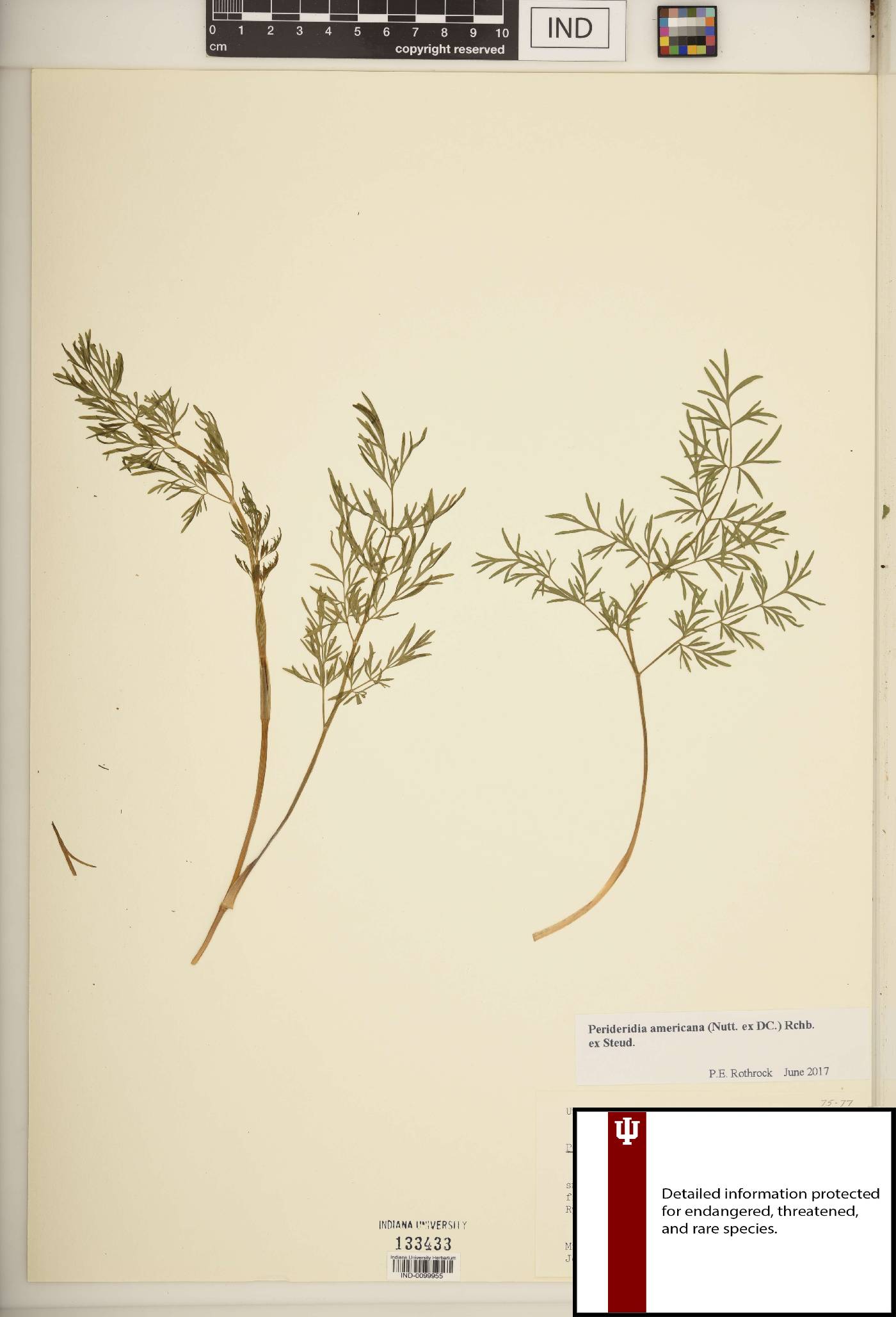 Perideridia americana image