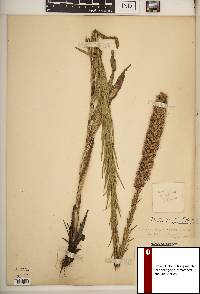 Liatris pycnostachya var. pycnostachya image