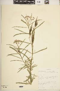 Asclepias fascicularis image