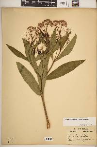 Asclepias incarnata subsp. incarnata image