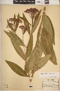 Asclepias incarnata subsp. incarnata image