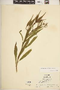 Asclepias incarnata subsp. incarnata image