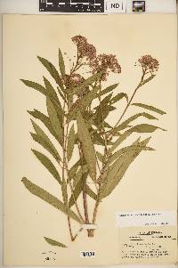 Asclepias incarnata subsp. incarnata image