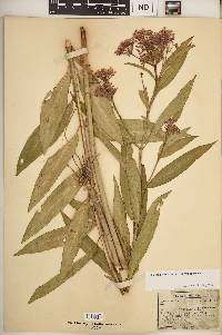 Asclepias incarnata subsp. incarnata image