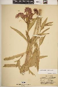 Asclepias incarnata subsp. incarnata image