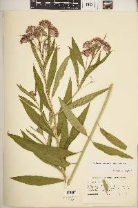 Asclepias incarnata subsp. incarnata image