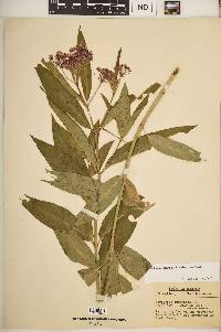 Asclepias incarnata subsp. incarnata image