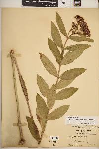 Asclepias incarnata subsp. pulchra image