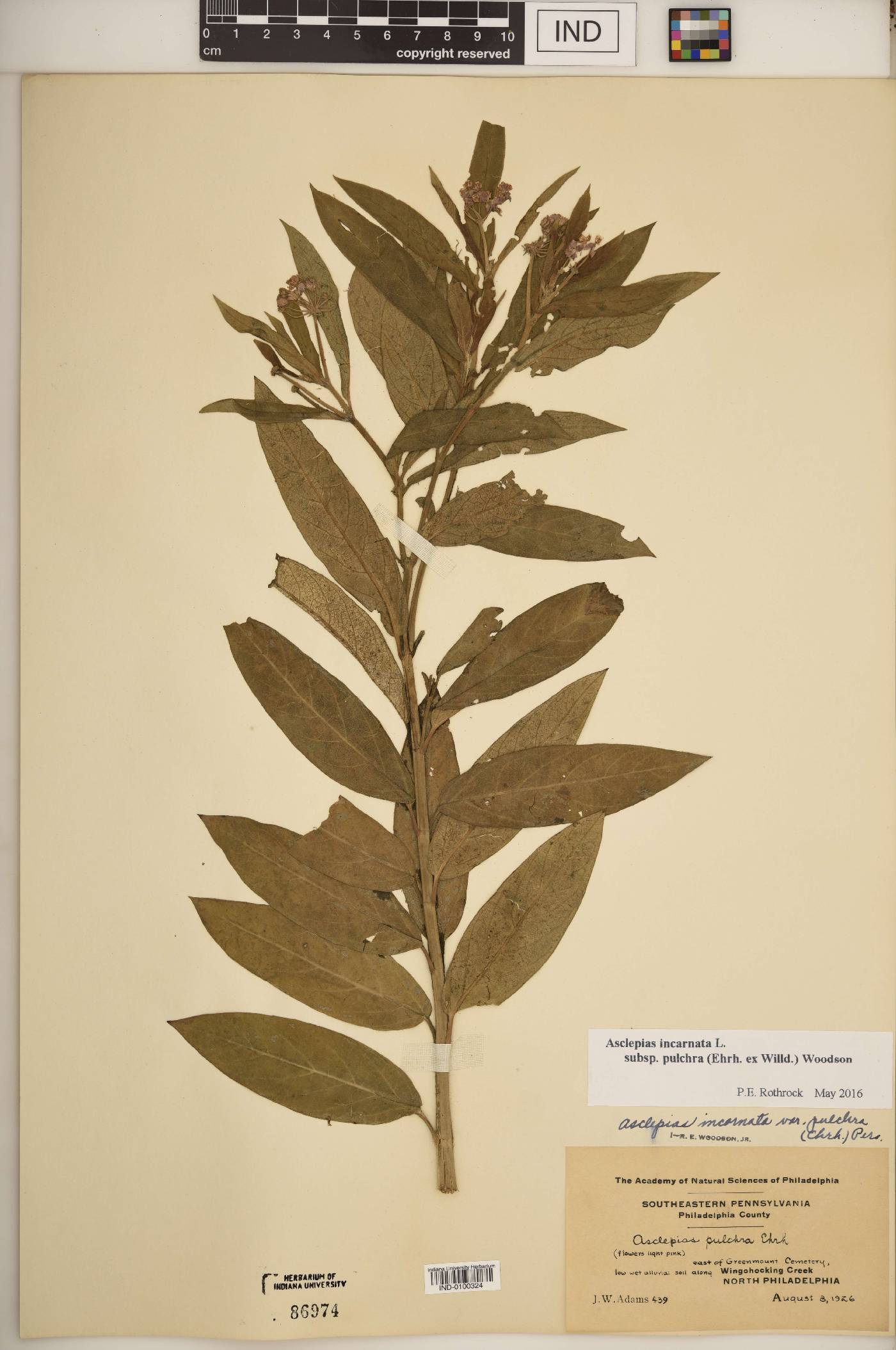 Asclepias incarnata subsp. pulchra image