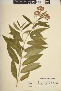 Asclepias incarnata subsp. pulchra image