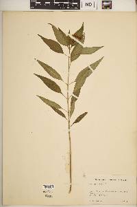 Asclepias nivea image