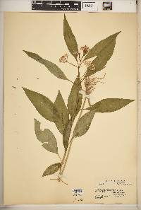 Asclepias perennis image