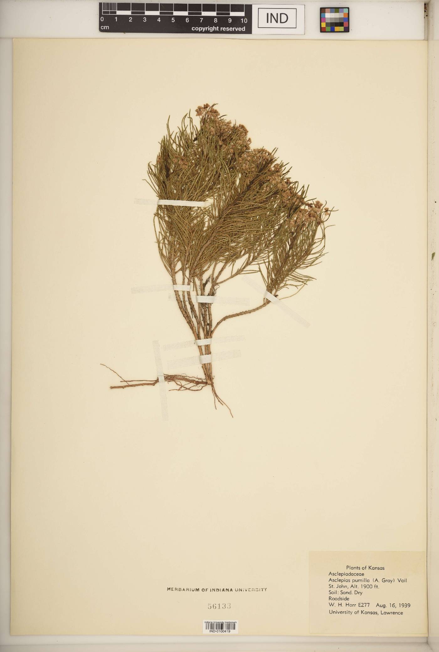 Asclepias pumila image