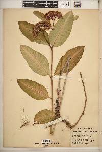 Asclepias purpurascens image