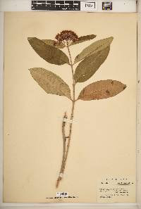 Asclepias purpurascens image