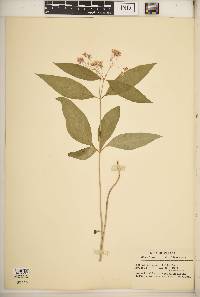 Asclepias quadrifolia image