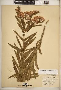 Asclepias tuberosa subsp. interior image