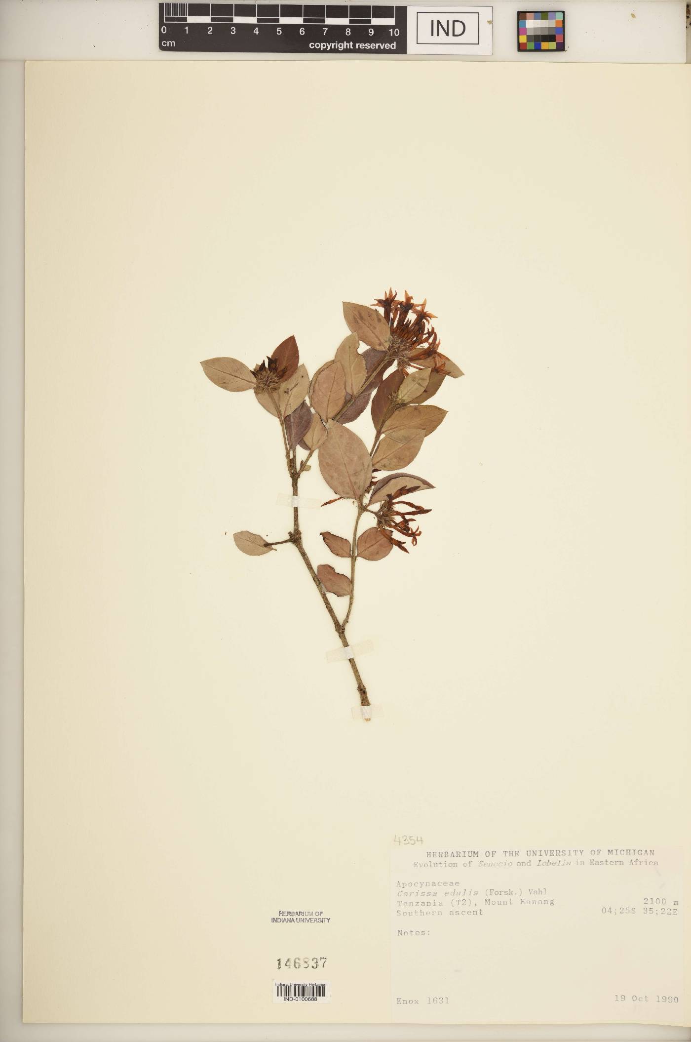 Carissa edulis image