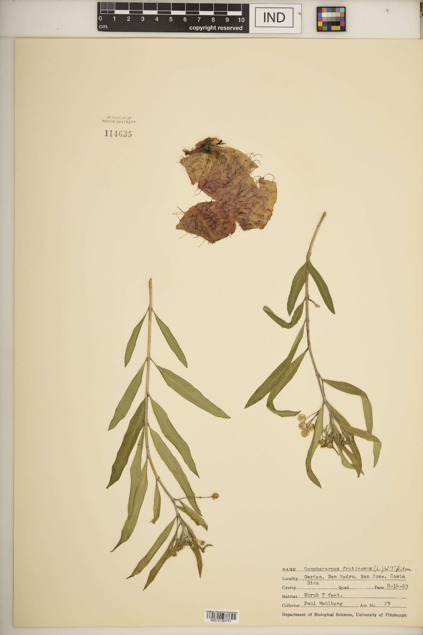 Gomphocarpus fruticous image