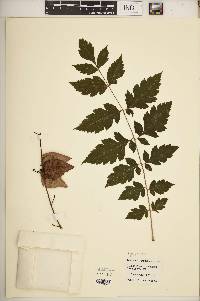 Koelreuteria paniculata image