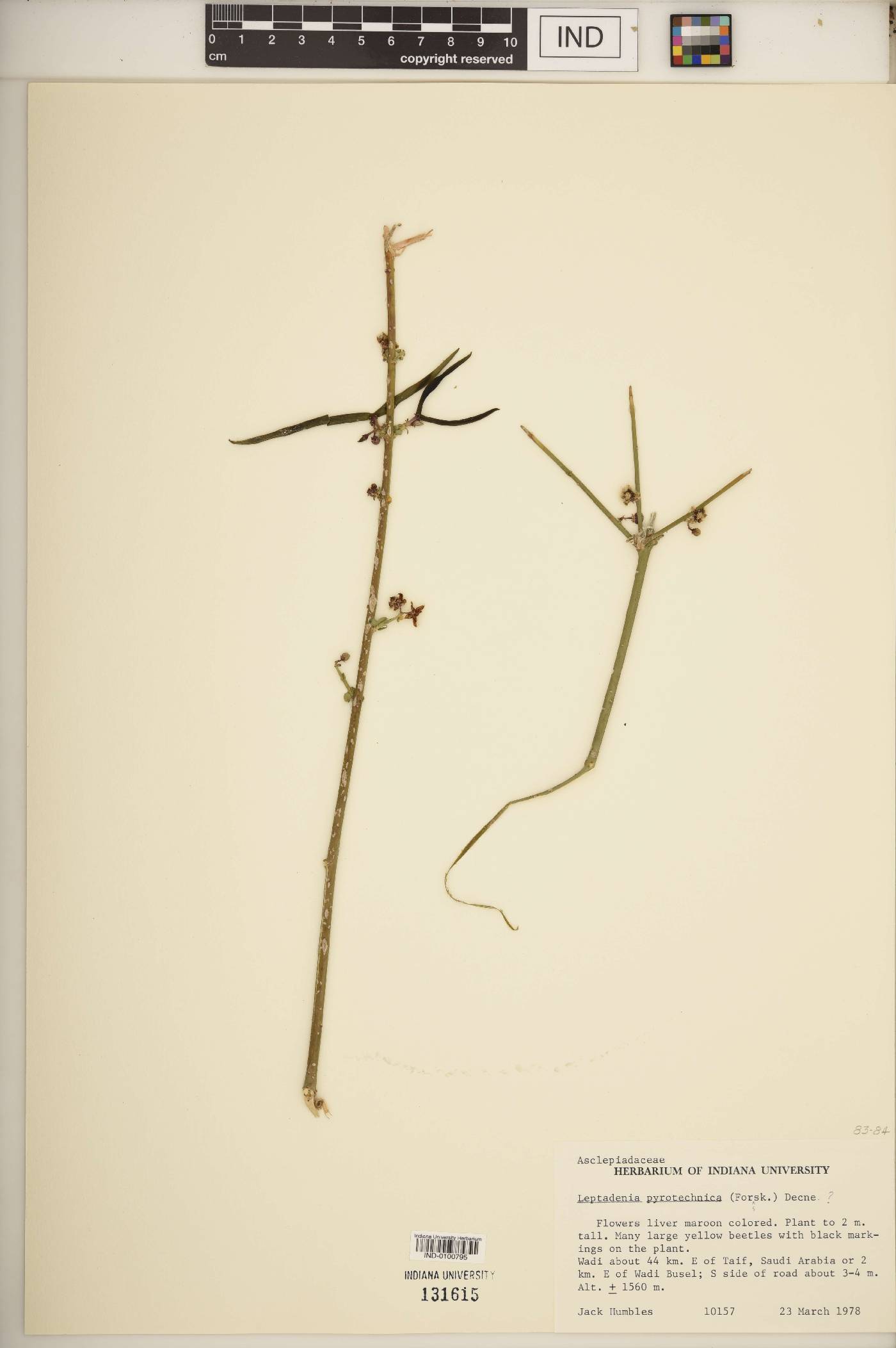 Leptadenia pyrotechnica image