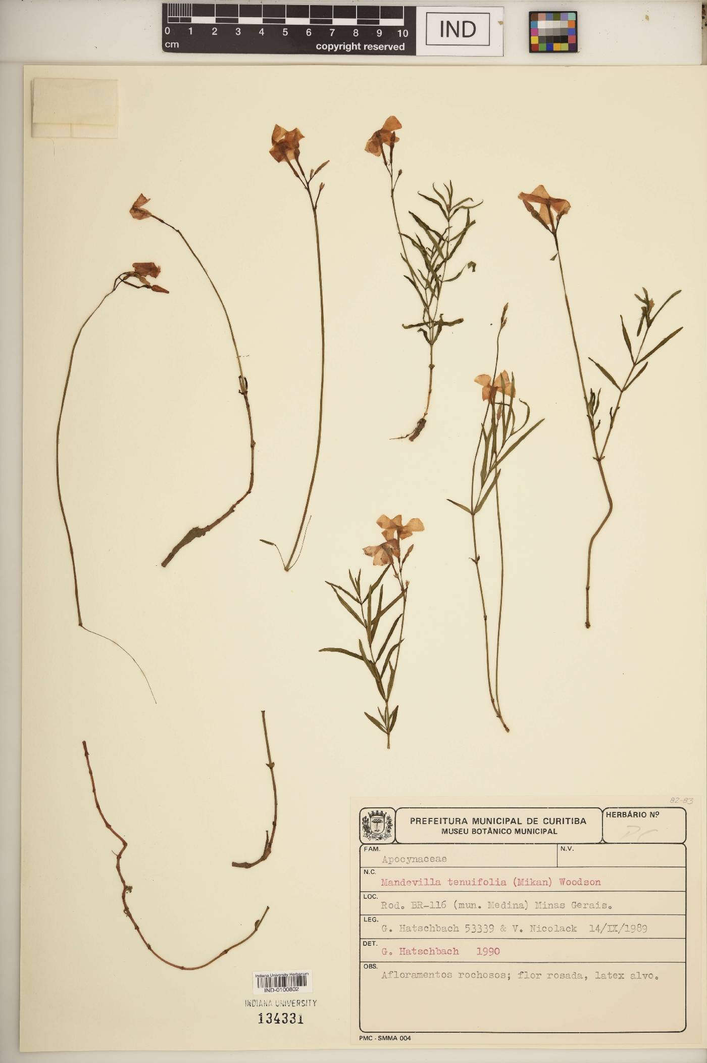 Mandevilla tenuifolia image