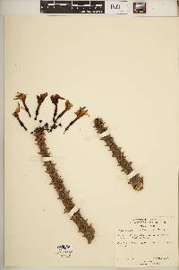 Pachypodium rutenbergianum image