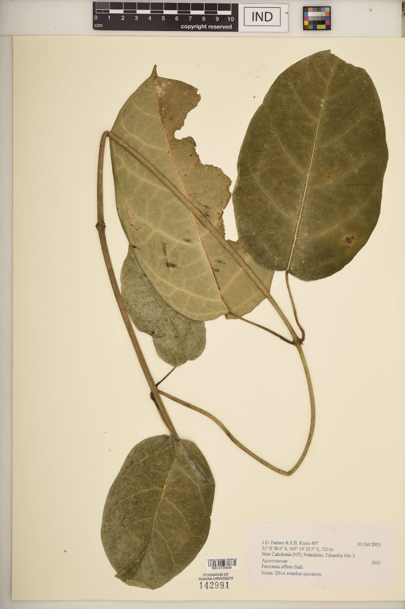 Parsonsia affinis image