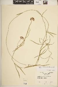Seutera angustifolia image