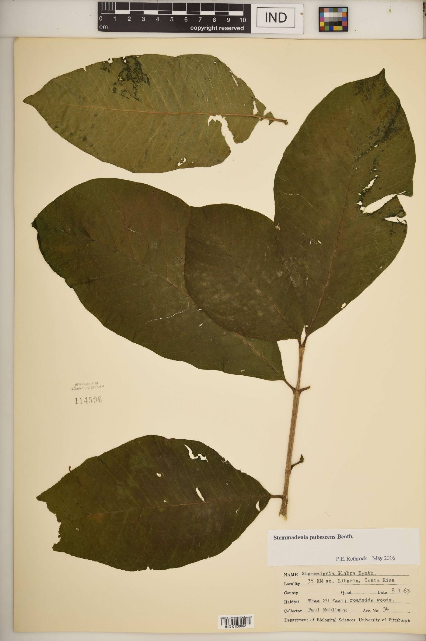 Stemmadenia pubescens image