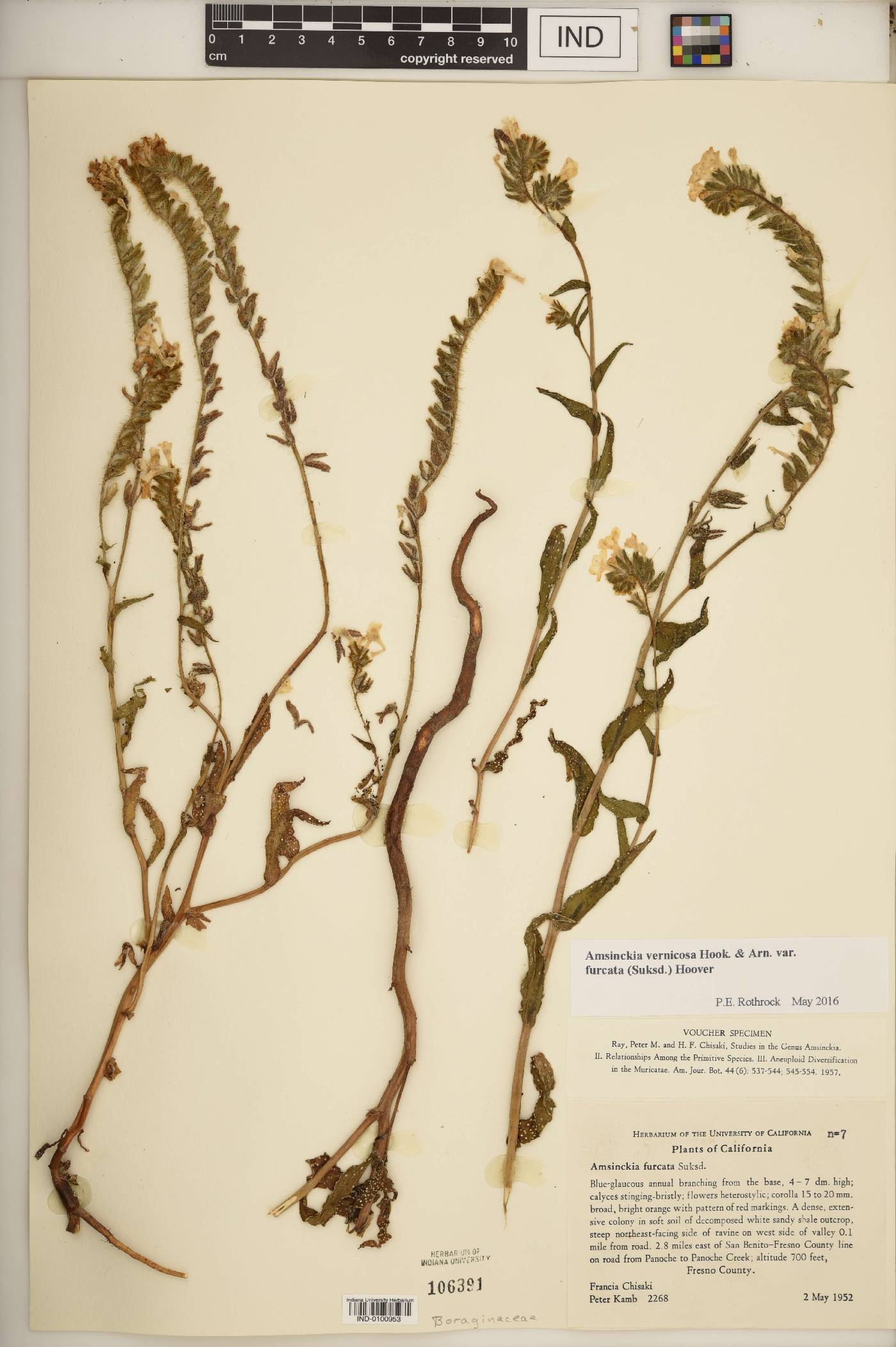 Amsinckia vernicosa var. furcata image