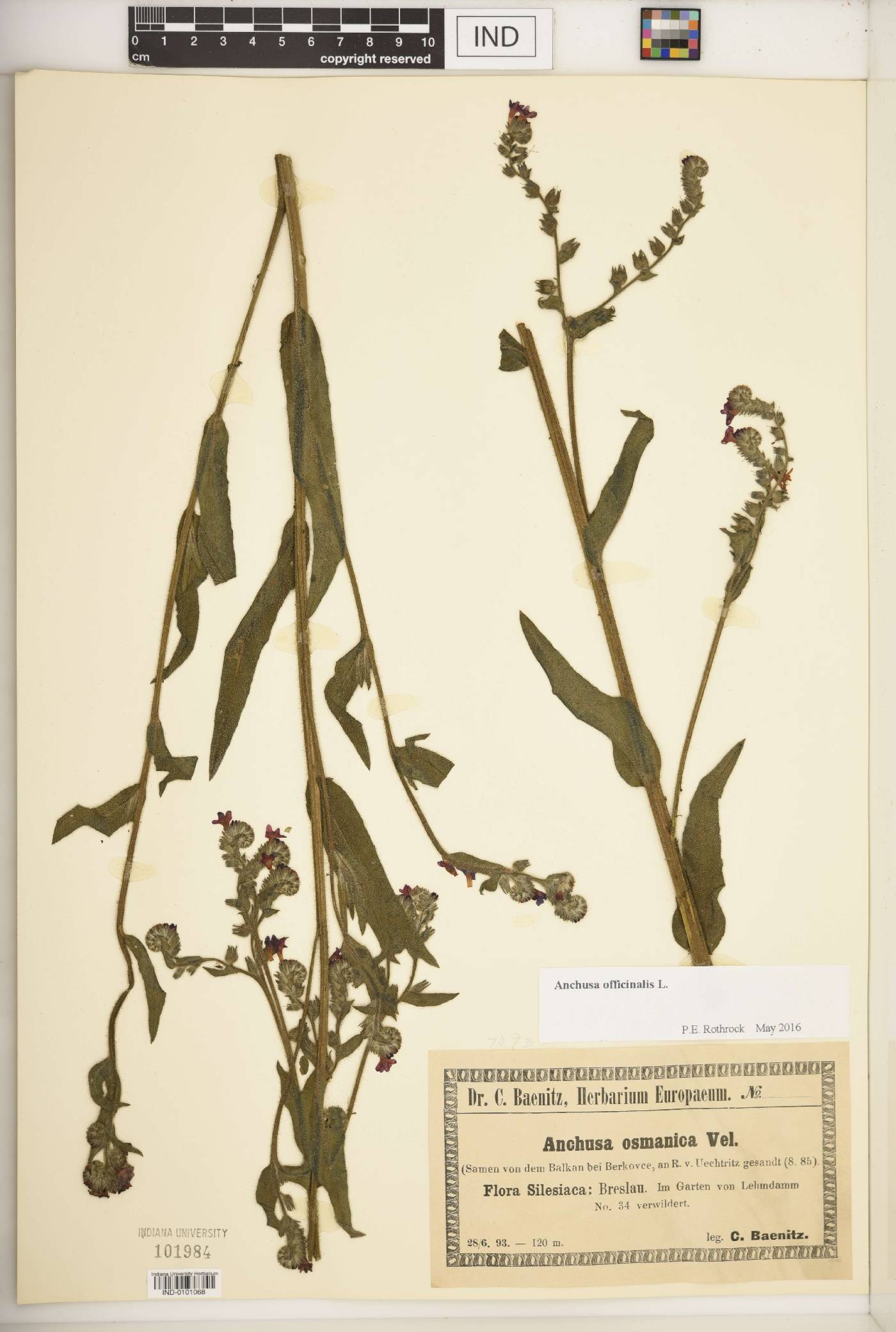 Anchusa officinalis image