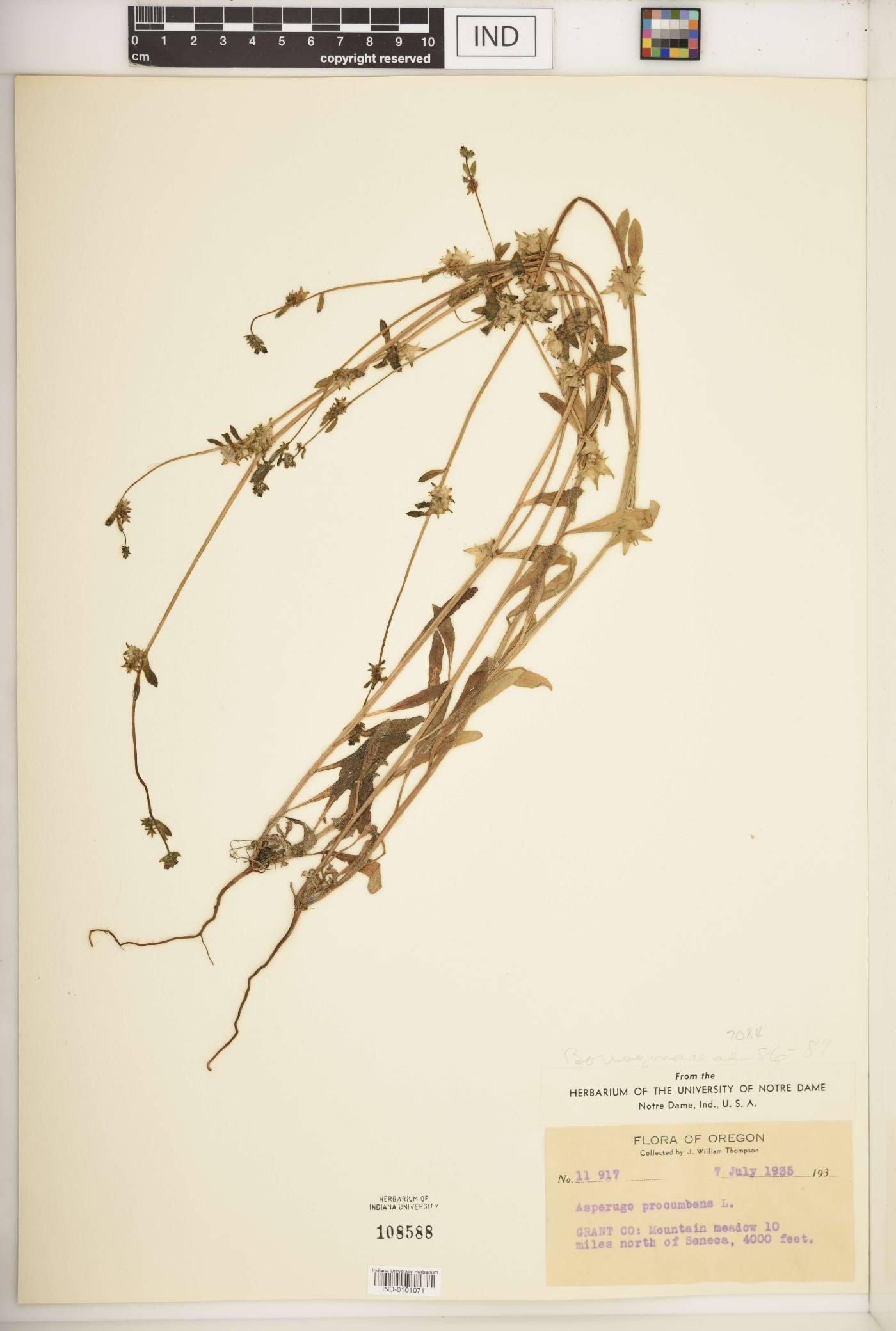 Asperugo procumbens image