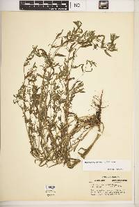 Buglossoides arvensis image